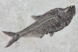 Wide Green River Fossil Fish Mural - Authentic Fossils #104584-3